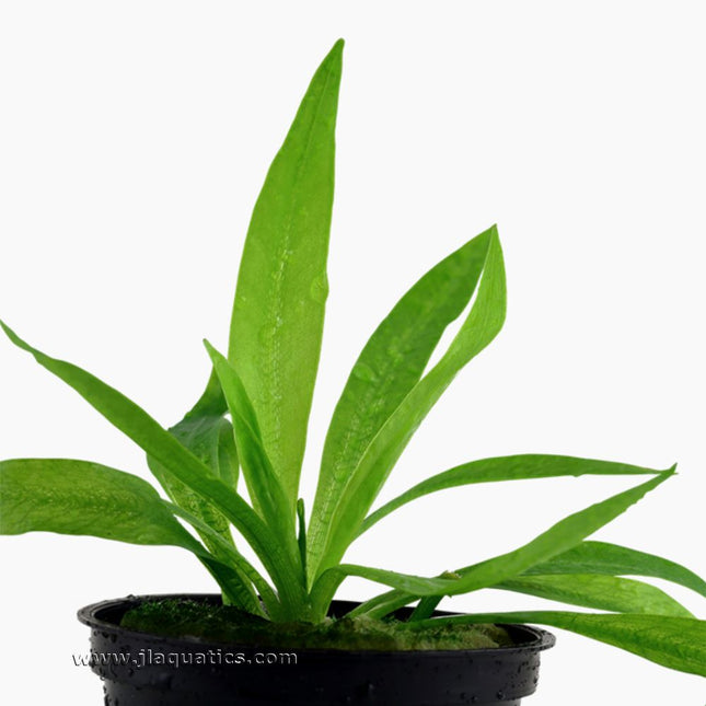 Closeup of the Tropica Helanthium bolivianum (Quadricostatus) Potted Plant