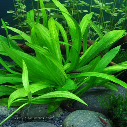 Tropica Helanthium bolivianum (Quadricostatus) Potted Plant planted in a freshwater aquarium