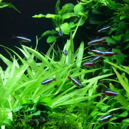 Tropica Helanthium bolivianum (Quadricostatus) Potted Plant with a school of tetras swimming by it.