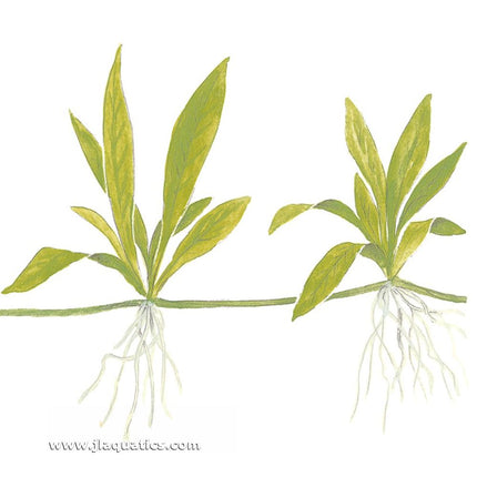 Tropica Helanthium bolivianum (Quadricostatus) illustration showing root structure.