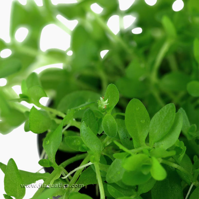 Extreme close-up of the Tropica Micranthemum glomeratum Potted Plant leaf structure