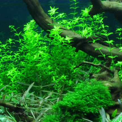 Tropica Micranthemum glomeratum Potted Plant in a freshwater planted aquarium