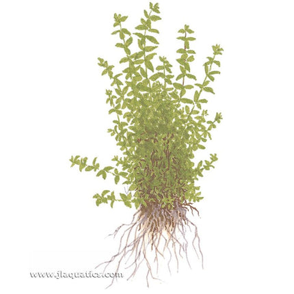 Illustration including root structure of the Tropica Micranthemum glomeratum Potted Plant