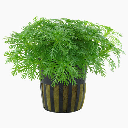 Tropica Hottonia palustris Potted Plant