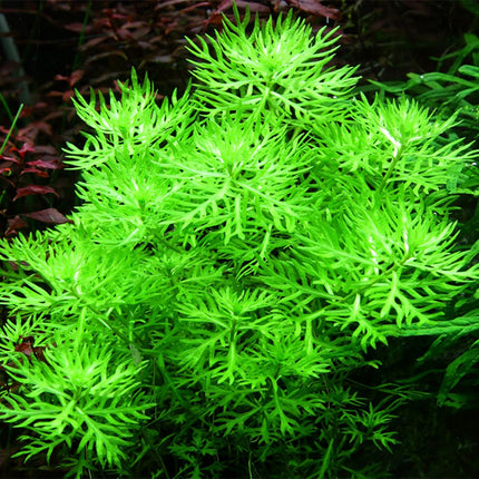 Tropica Hottonia palustris Potted Plant close-up in a planted tank.