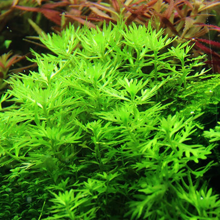 Tropica Hottonia palustris Potted Plant in the home aquarium.