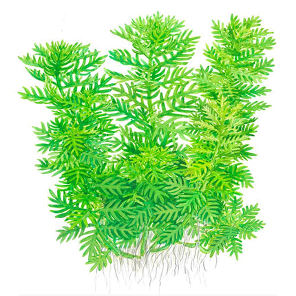 Diagram of the Tropica Hottonia palustris Potted Plant