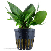 Tropica Hygrophila corymbosa (Compact) Potted Plant
