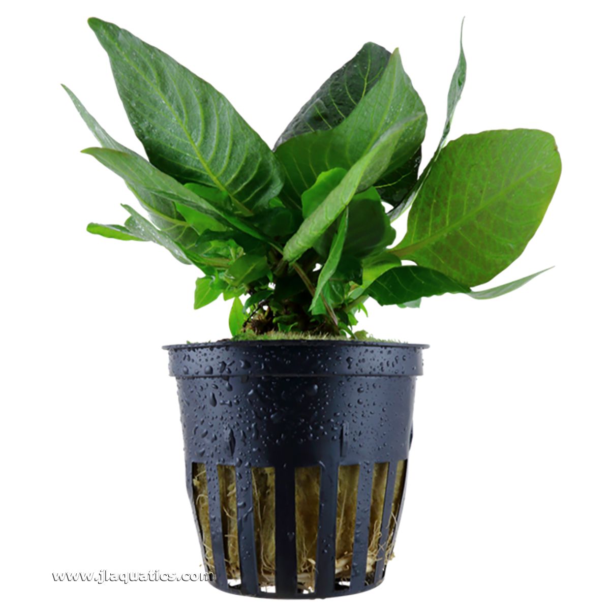 Tropica Hygrophila corymbosa (Compact) Potted Plant