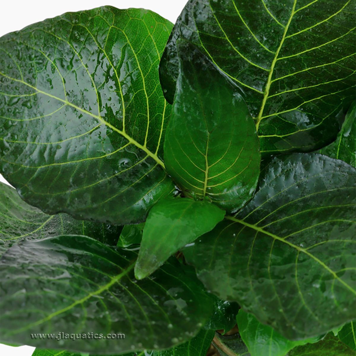 Tropica Hygrophila corymbosa (Compact) Potted Plant close-up of leaf structure.