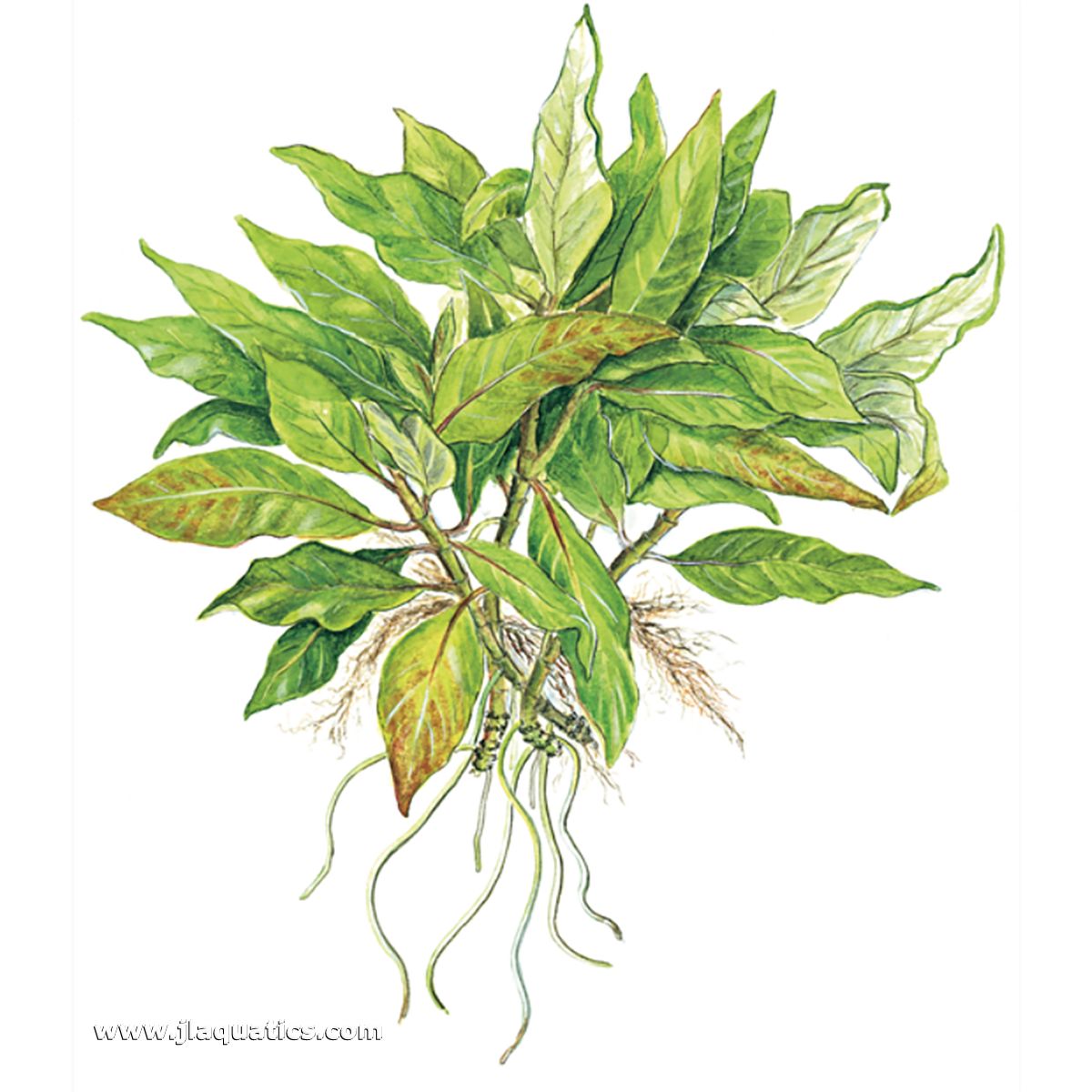 Diagram including the root structure of the Tropica Hygrophila corymbosa (Compact) Potted Plant