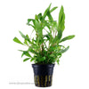 Tropica Hygrophila corymbosa (Siamensis) Potted Plant