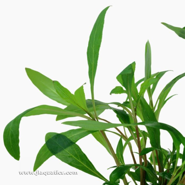 Tropica Hygrophila corymbosa (Siamensis) Potted Plant