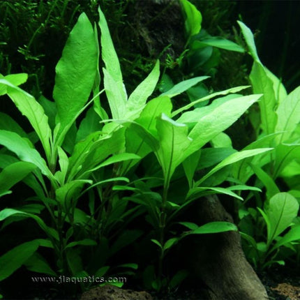 Tropica Hygrophila corymbosa (Siamensis) Potted Plant