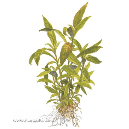 Tropica Hygrophila corymbosa (Siamensis) Potted Plant