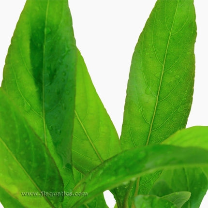 Tropica Hygrophila corymbosa (Stricta) close-up of this aquarium plant's leaf.