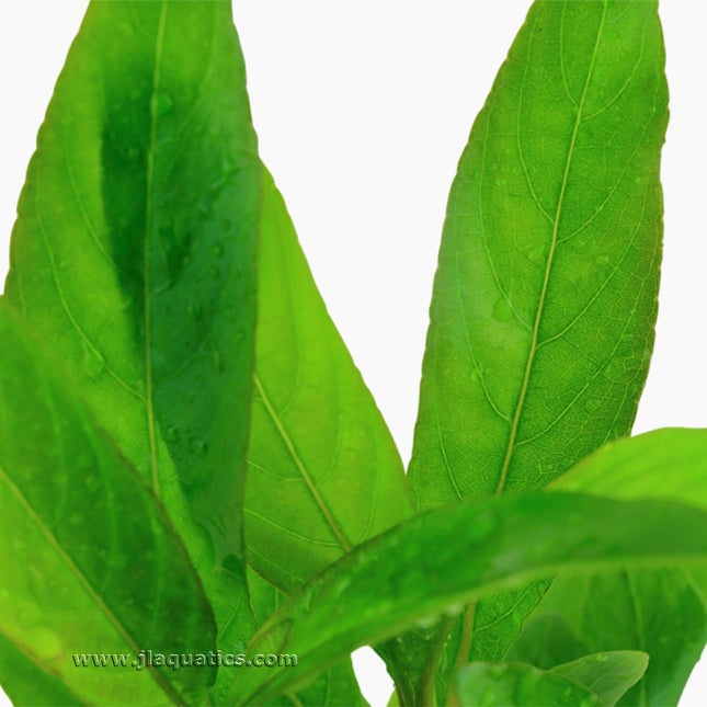 Tropica Hygrophila corymbosa (Stricta) close-up of this aquarium plant's leaf.