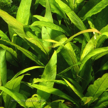 Tropica Hygrophila corymbosa (Stricta) in a freshwater planted aquarium.