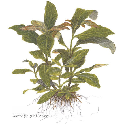 Tropica Hygrophila corymbosa (Stricta) diagram including root structure.