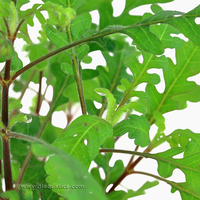 Tropica Hygrophila pinnatifida Potted Plant