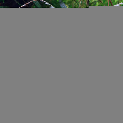 Tropica Hygrophila pinnatifida Potted Plant
