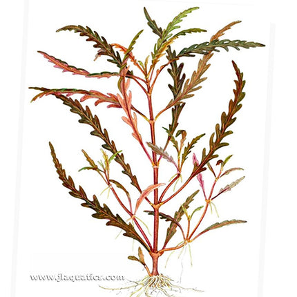Tropica Hygrophila pinnatifida Potted Plant