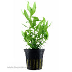 Tropica Hygrophila polysperma Potted Plant