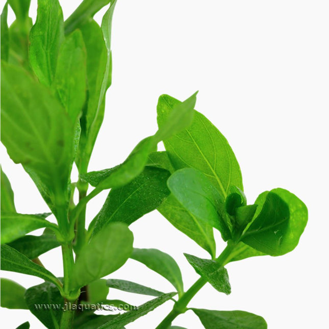 Closeup of the Tropica Hygrophila polysperma Potted Plant