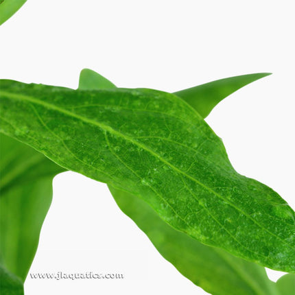 Leaf structure close-up of the Tropica Hygrophila polysperma Potted Plant
