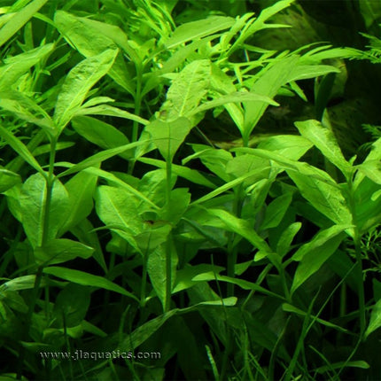 Tropica Hygrophila polysperma Potted Plant in a freshwater aquarium.