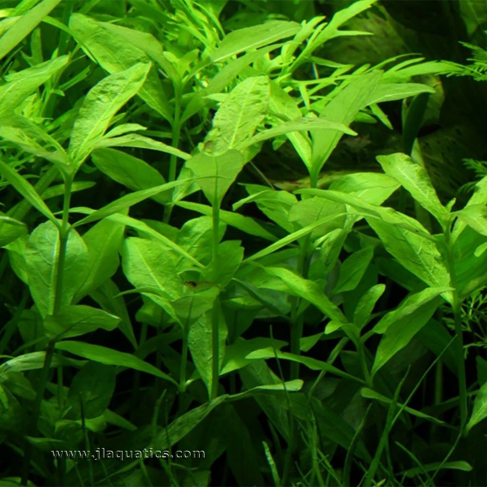 Tropica Hygrophila polysperma Potted Plant in a freshwater aquarium.