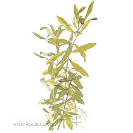 Illustration including root structure of the Tropica Hygrophila polysperma Potted Plant