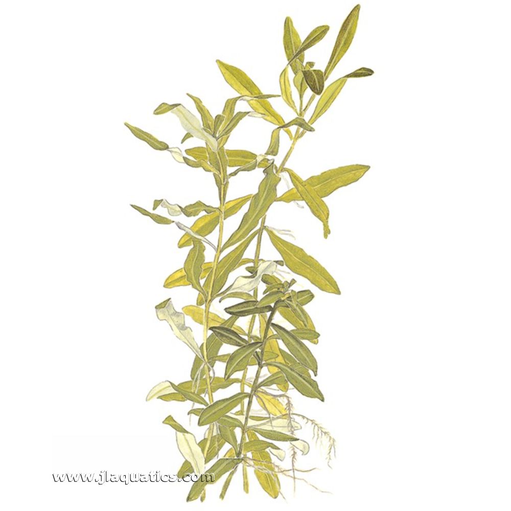 Illustration including root structure of the Tropica Hygrophila polysperma Potted Plant