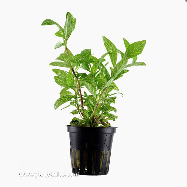 Tropica Hygrophila polysperma (Rosanervig) Potted Plant