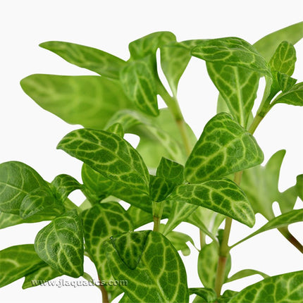 Tropica Hygrophila polysperma (Rosanervig) Potted Plant