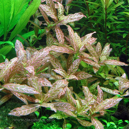 Tropica Hygrophila polysperma (Rosanervig) Potted Plant