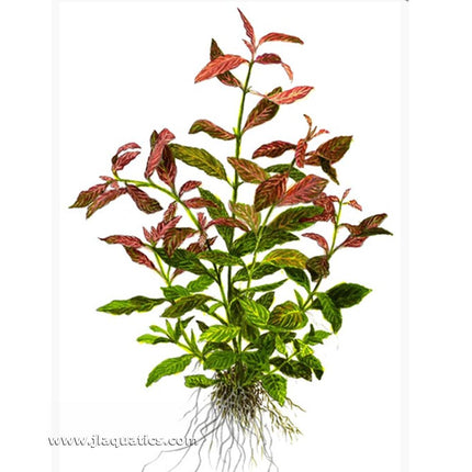 Tropica Hygrophila polysperma (Rosanervig) Potted Plant