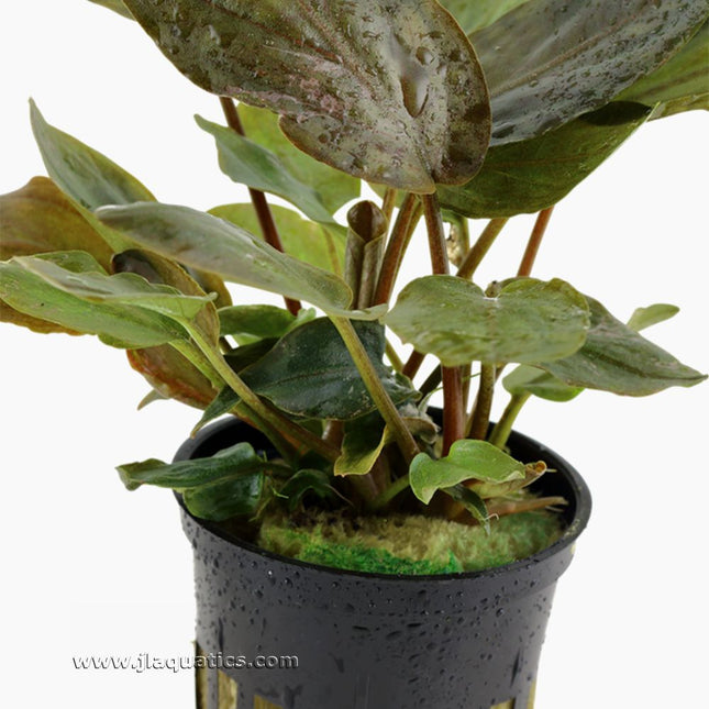 close-up of stem structure of the Tropica Lagenandra meeboldii (Red) Potted Plant