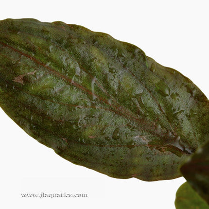 close-up of the leaf structure of the Tropica Lagenandra meeboldii (Red) Potted Plant