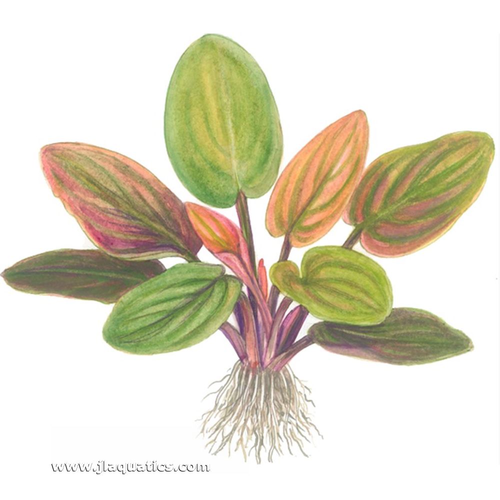 Tropica Lagenandra meeboldii (Red) Potted Plant illustration showing root structure.