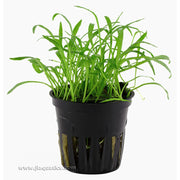 Tropica Lilaeopsis brasiliensis Potted Plant