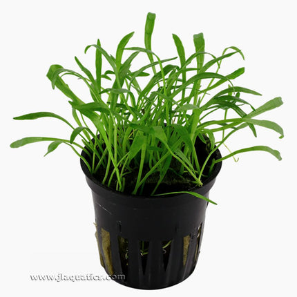 Tropica Lilaeopsis brasiliensis Potted Plant top view