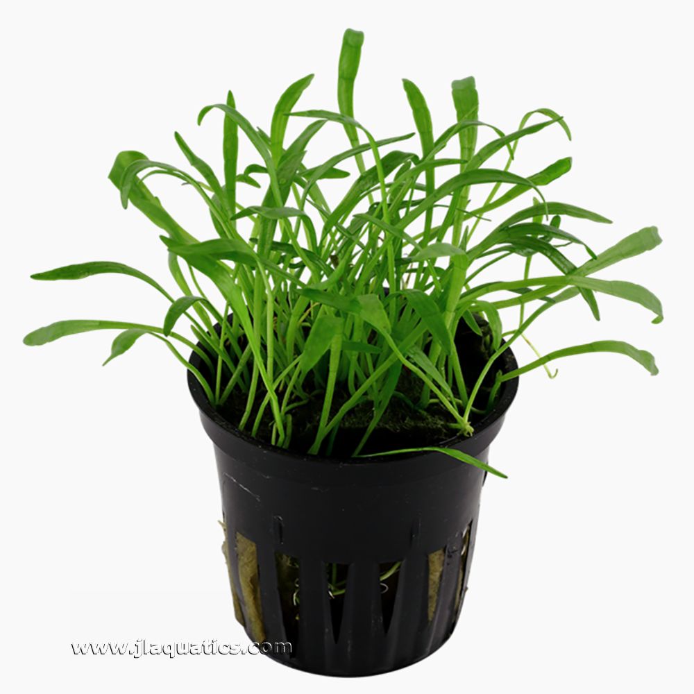 Tropica Lilaeopsis brasiliensis Potted Plant top view