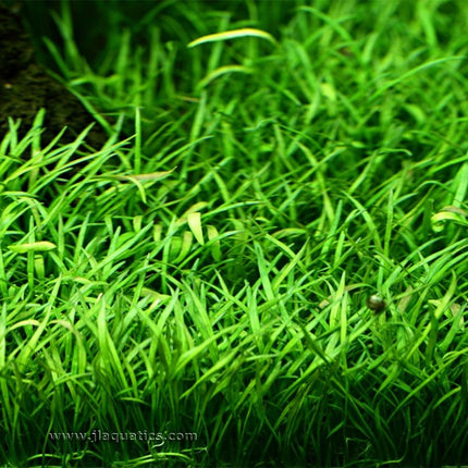 Tropica Lilaeopsis brasiliensis Potted Plant in an aquarium close-up shot