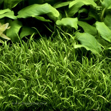 Tropica Lilaeopsis brasiliensis Potted Plant close-up of this aquarium plant in a planted tank.