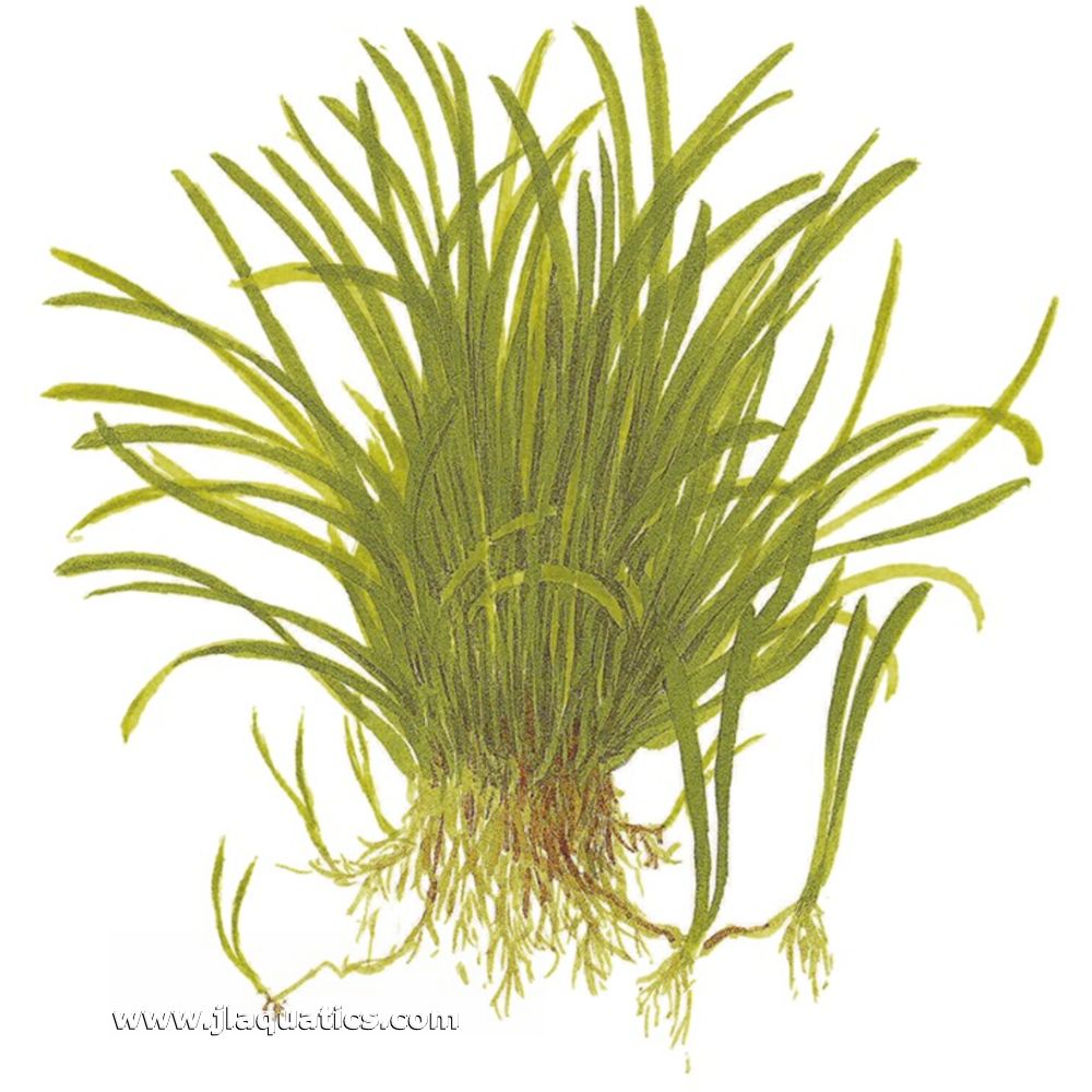 Illustration including root structure for the Tropica Lilaeopsis brasiliensis Potted Plant