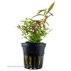 Tropica Limnophila hippuridoides Potted Plant