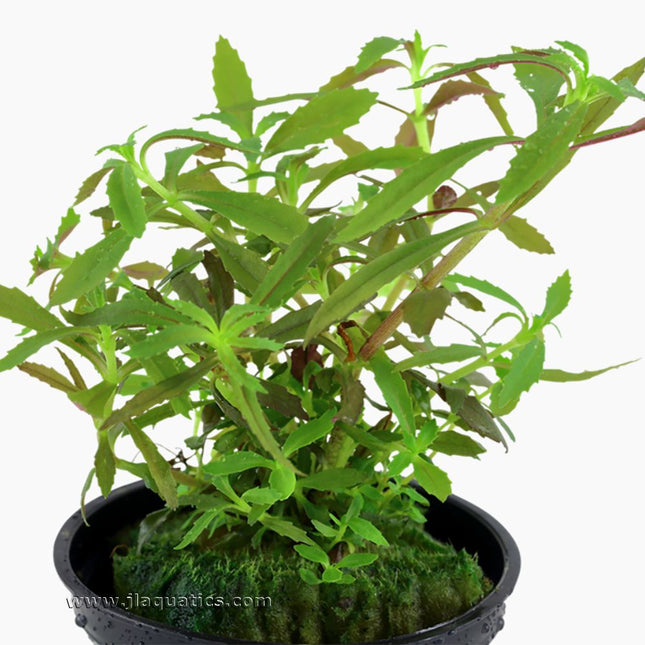 Tropica Limnophila hippuridoides Potted Plant close-up of leaf structure