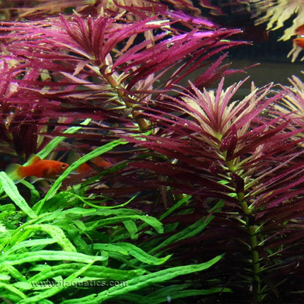 Tropica Limnophila hippuridoides Potted Plant in a planted aquarium