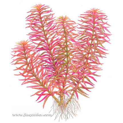 Illustration including root structure of the Tropica Limnophila hippuridoides Potted Plant